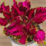 Coleus – Carnival – 4.5″ Pot